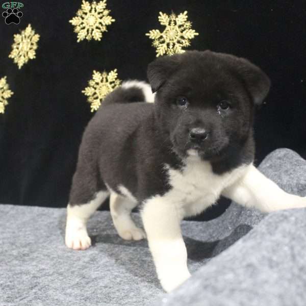 Chloe, Akita Puppy